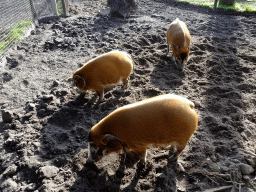 Red River Hogs at the Ouwehands Dierenpark zoo