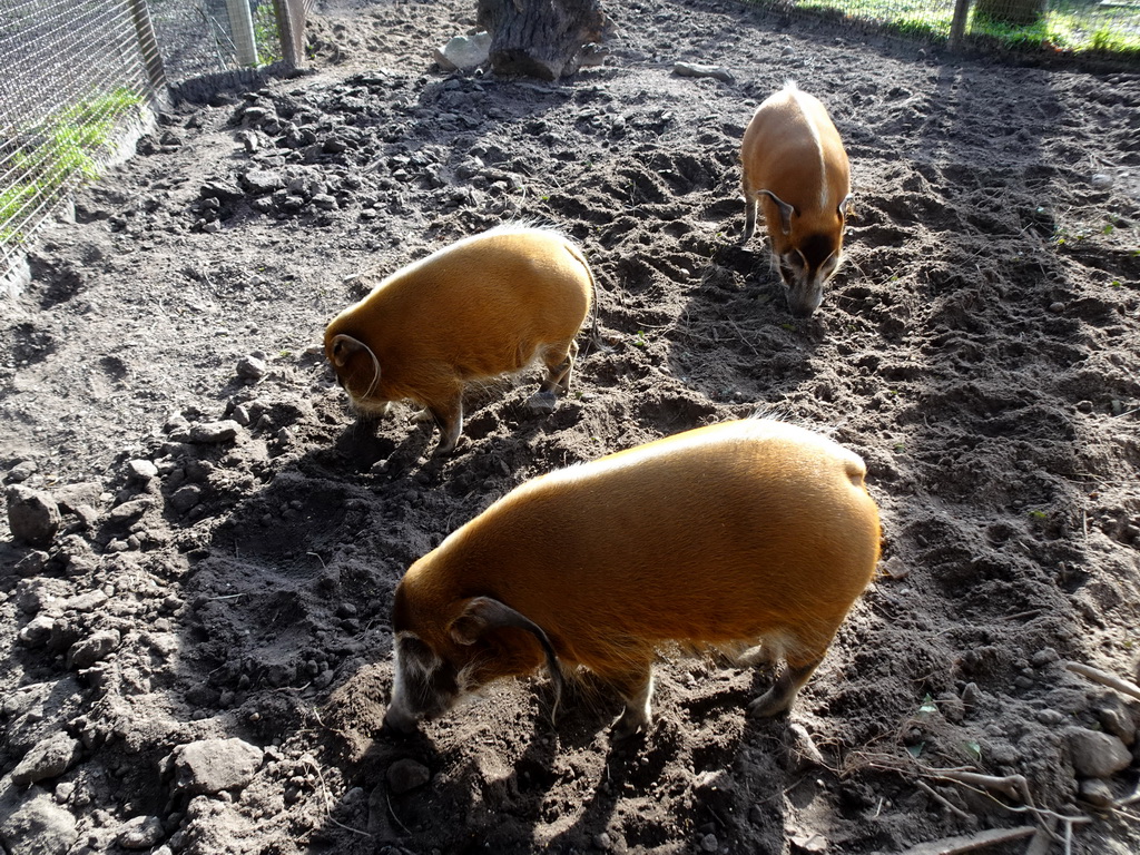 Red River Hogs at the Ouwehands Dierenpark zoo