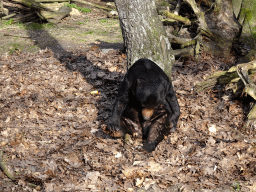 Sun Bear at the Ouwehands Dierenpark zoo