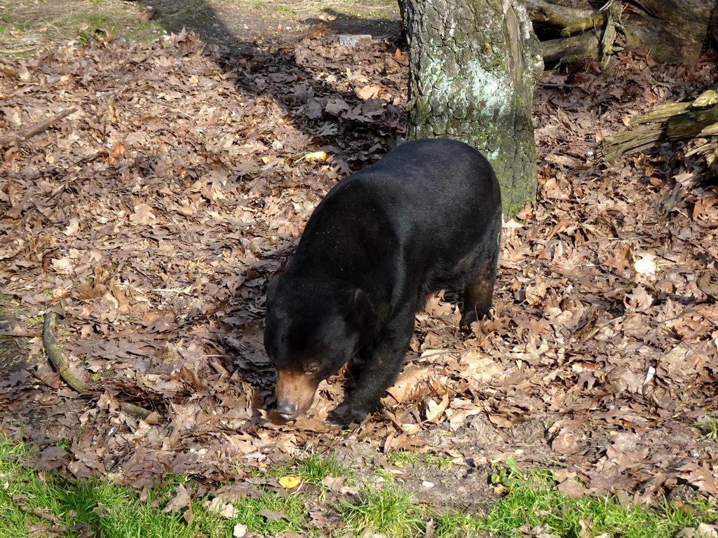 Sun Bear at the Ouwehands Dierenpark zoo