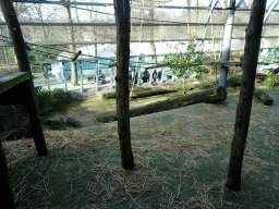 Western Lowland Gorilla at the Ouwehands Dierenpark zoo, viewed from the upper floor of the Gorilla Adventure