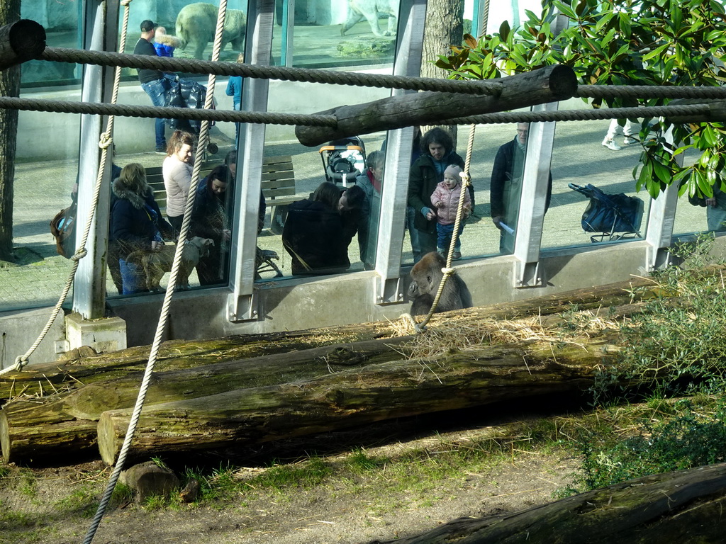 Western Lowland Gorilla at the Ouwehands Dierenpark zoo, viewed from the upper floor of the Gorilla Adventure