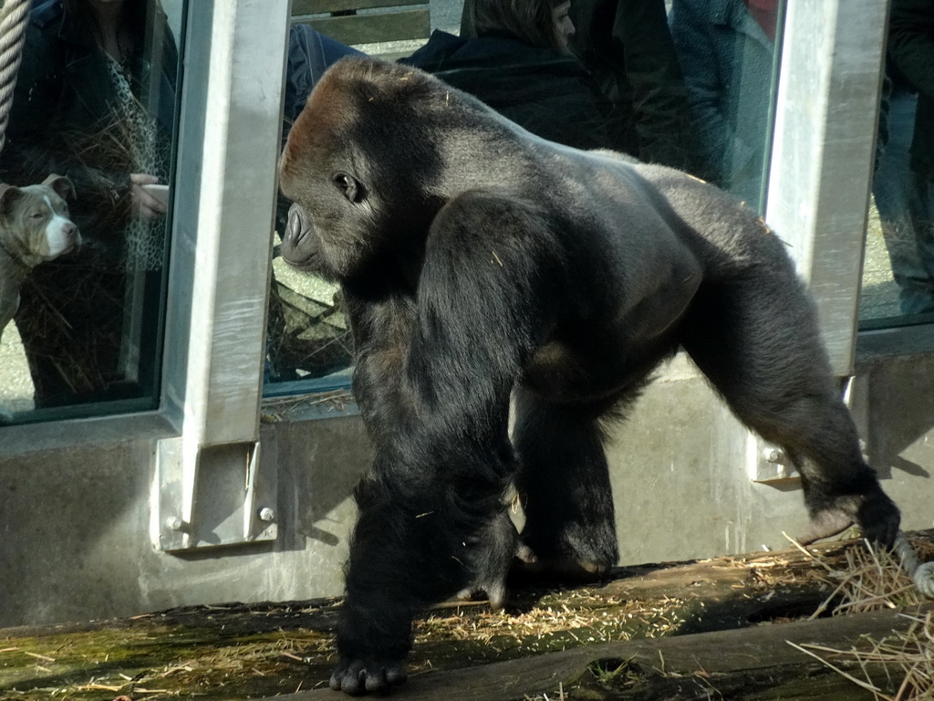 Western Lowland Gorilla at the Ouwehands Dierenpark zoo, viewed from the upper floor of the Gorilla Adventure