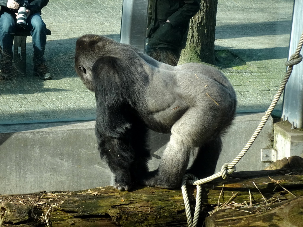 Western Lowland Gorilla at the Ouwehands Dierenpark zoo, viewed from the upper floor of the Gorilla Adventure