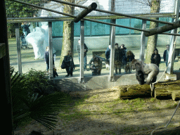 Western Lowland Gorilla at the Ouwehands Dierenpark zoo, viewed from the upper floor of the Gorilla Adventure