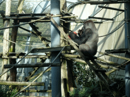 Western Lowland Gorilla at the Ouwehands Dierenpark zoo, viewed from the upper floor of the Gorilla Adventure