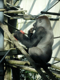 Western Lowland Gorilla at the Ouwehands Dierenpark zoo, viewed from the upper floor of the Gorilla Adventure