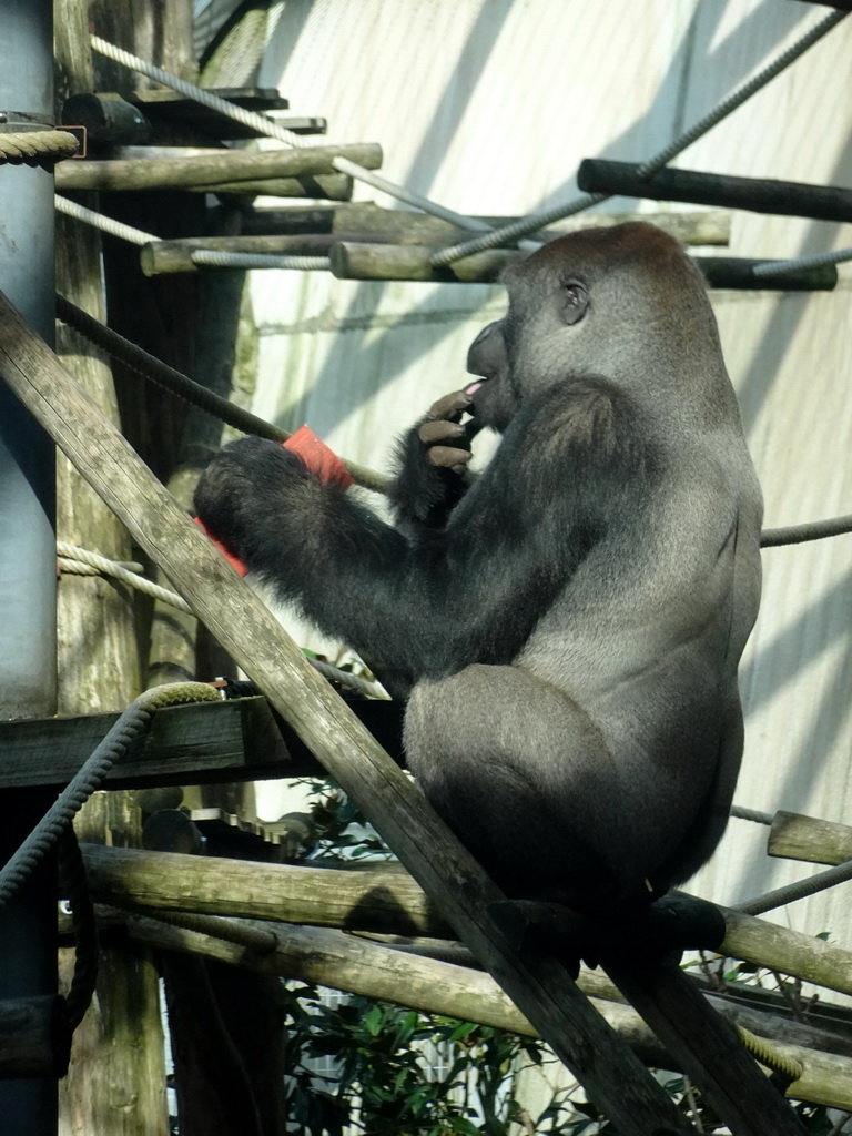 Western Lowland Gorilla at the Ouwehands Dierenpark zoo, viewed from the upper floor of the Gorilla Adventure