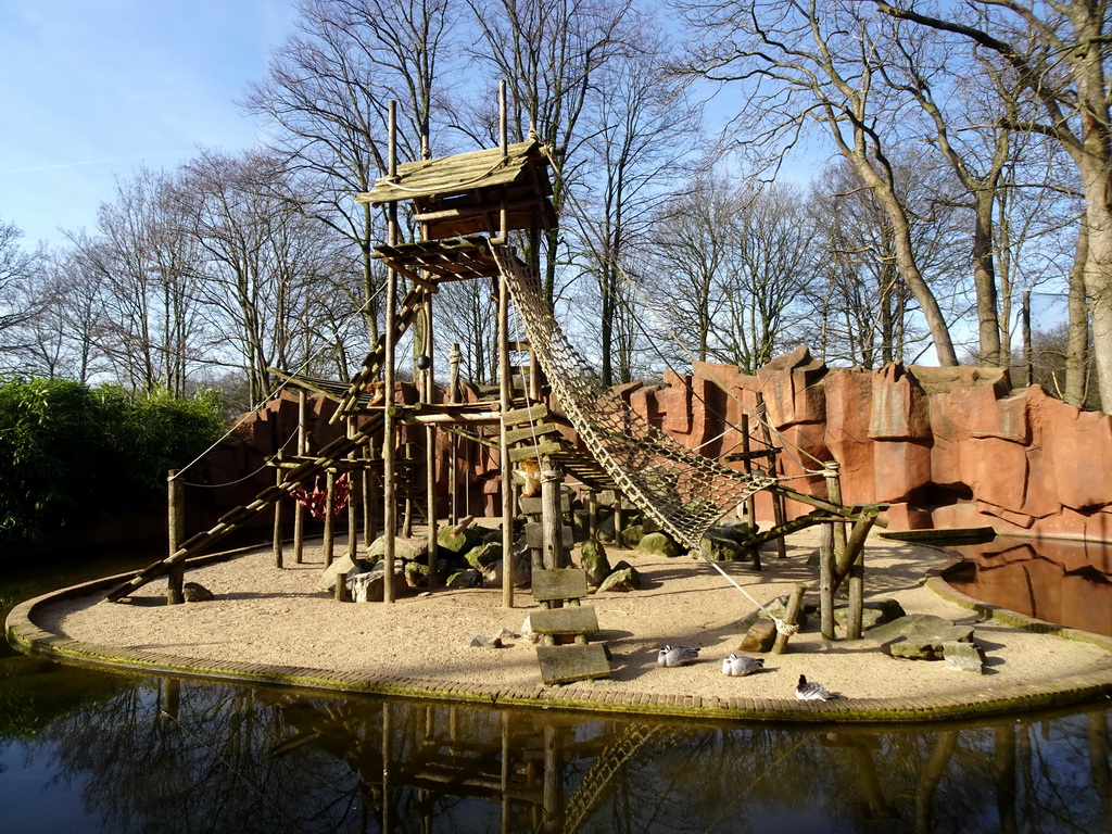 Barbary Macaques at the Ouwehands Dierenpark zoo