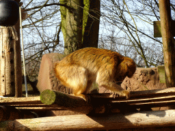 Barbary Macaque at the Ouwehands Dierenpark zoo