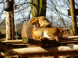 Barbary Macaques at the Ouwehands Dierenpark zoo