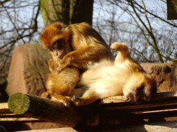 Barbary Macaques at the Ouwehands Dierenpark zoo