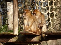 Barbary Macaques at the Ouwehands Dierenpark zoo