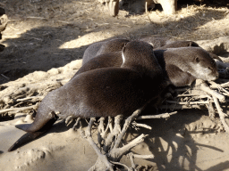 Asian Small-clawed Otters at the RavotAapia building at the Ouwehands Dierenpark zoo