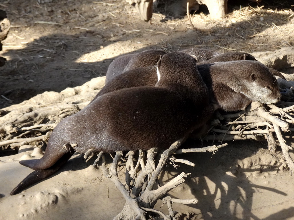 Asian Small-clawed Otters at the RavotAapia building at the Ouwehands Dierenpark zoo