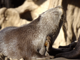 Asian Small-clawed Otter at the RavotAapia building at the Ouwehands Dierenpark zoo