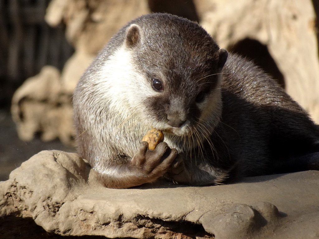 Asian Small-clawed Otter at the RavotAapia building at the Ouwehands Dierenpark zoo