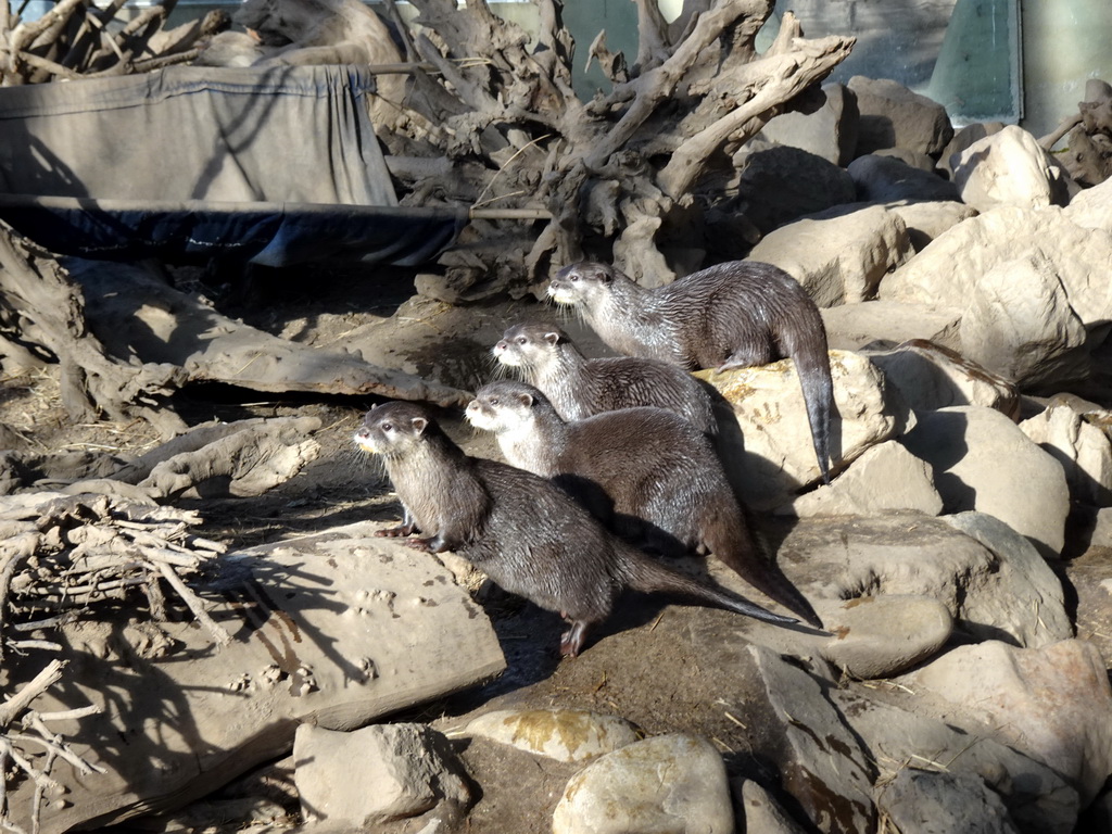 Asian Small-clawed Otters at the RavotAapia building at the Ouwehands Dierenpark zoo