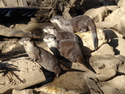 Asian Small-clawed Otters at the RavotAapia building at the Ouwehands Dierenpark zoo