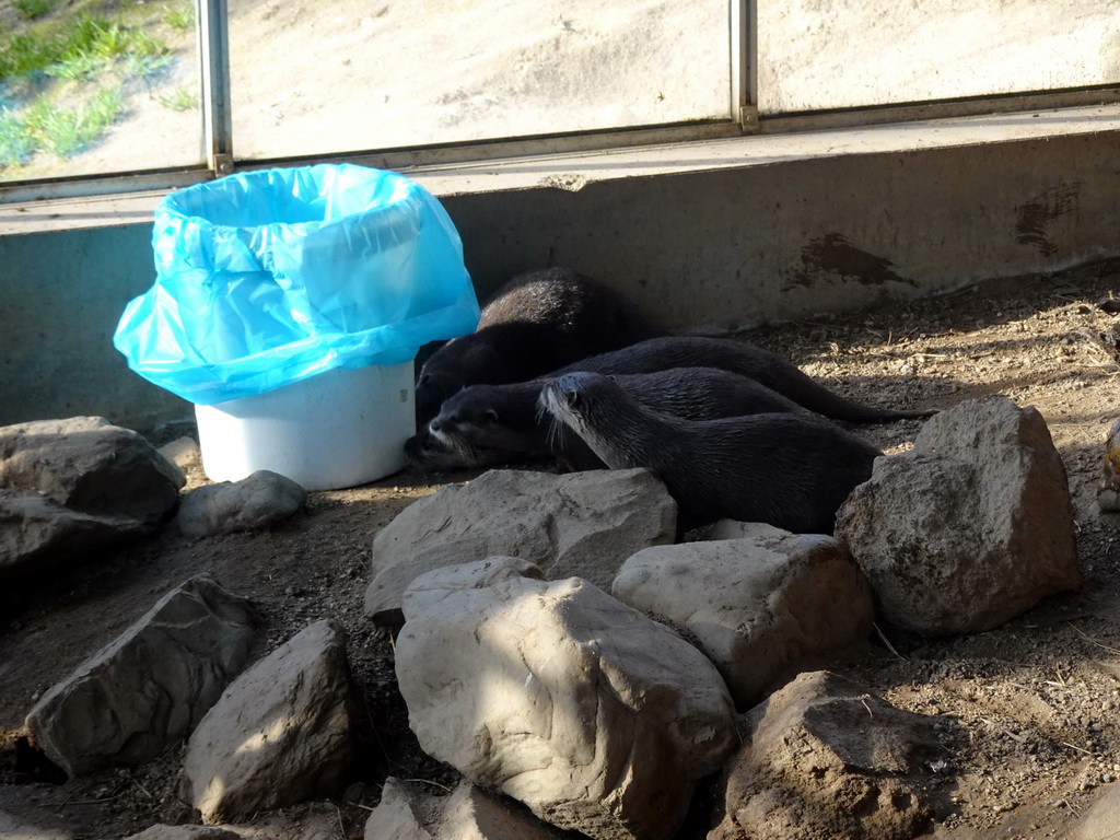 Asian Small-clawed Otters at the RavotAapia building at the Ouwehands Dierenpark zoo