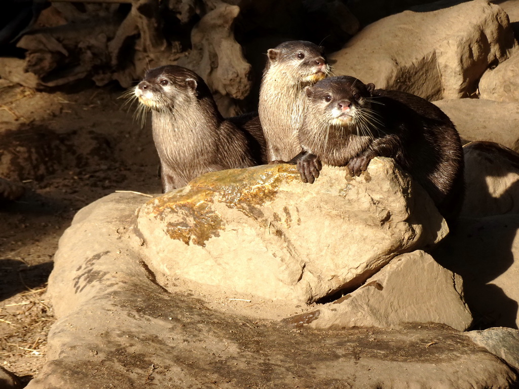 Asian Small-clawed Otters at the RavotAapia building at the Ouwehands Dierenpark zoo