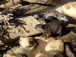 Asian Small-clawed Otters at the RavotAapia building at the Ouwehands Dierenpark zoo