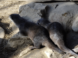 Asian Small-clawed Otters at the RavotAapia building at the Ouwehands Dierenpark zoo