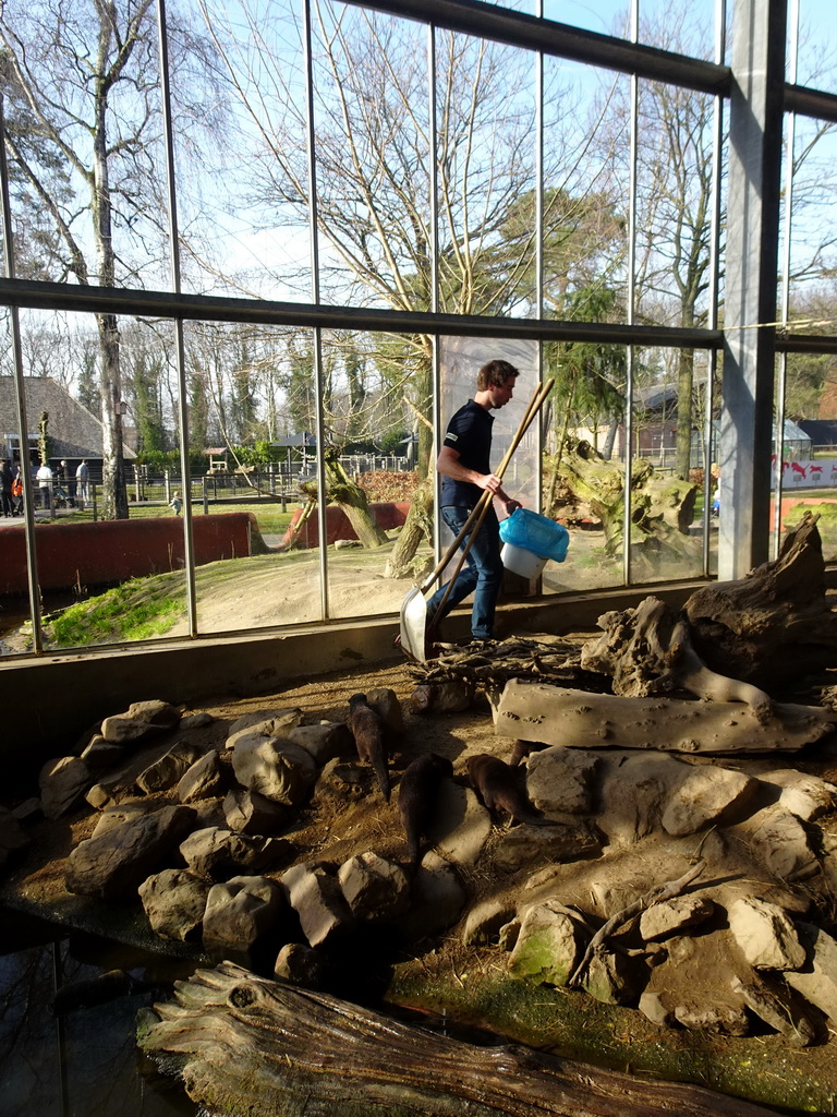 Zookeeper remvoing the poop of the Asian Small-clawed Otters at the RavotAapia building at the Ouwehands Dierenpark zoo