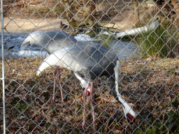 White-naped Cranes at the Ouwehands Dierenpark zoo