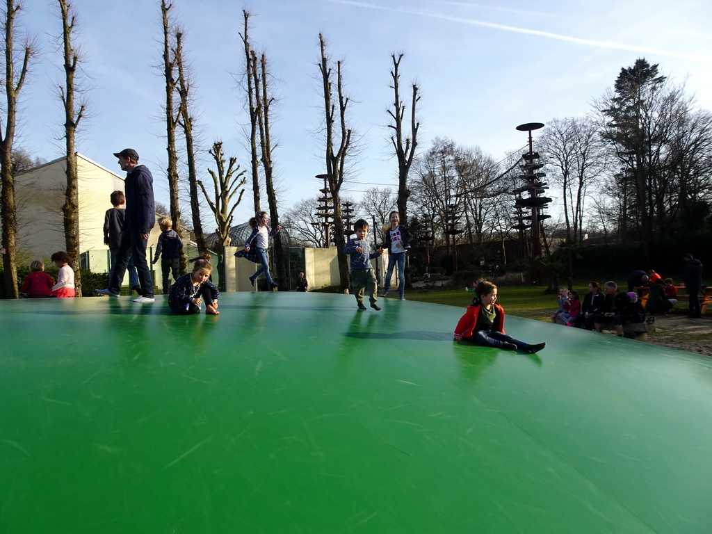 Max on the trampoline at the Ouwehands Dierenpark zoo