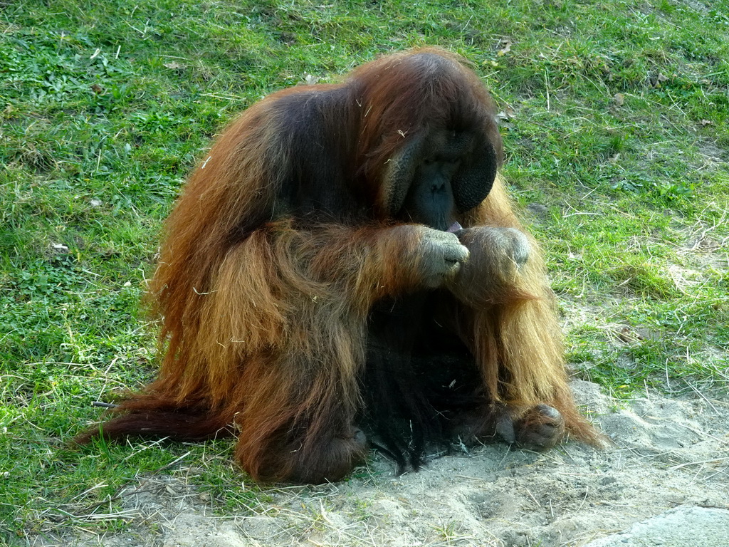 Orangutan at the Ouwehands Dierenpark zoo