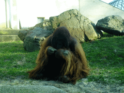 Orangutan at the Ouwehands Dierenpark zoo