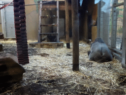 Western Lowland Gorillas at the Gorilla Adventure at the Ouwehands Dierenpark zoo