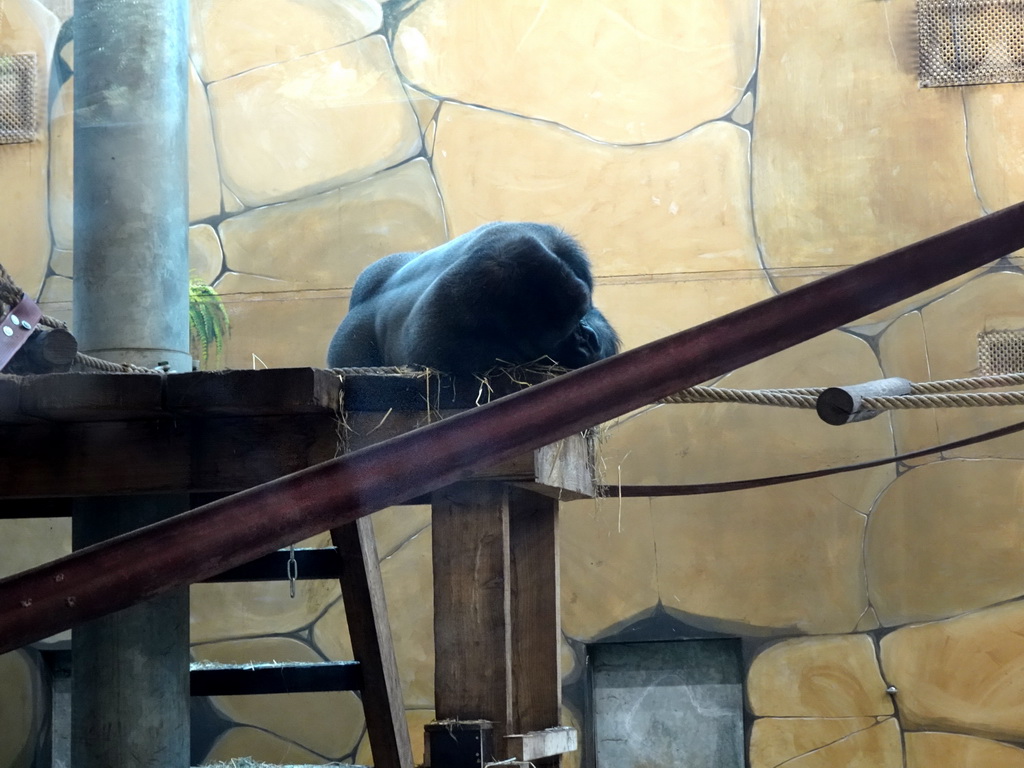 Western Lowland Gorilla at the Gorilla Adventure at the Ouwehands Dierenpark zoo