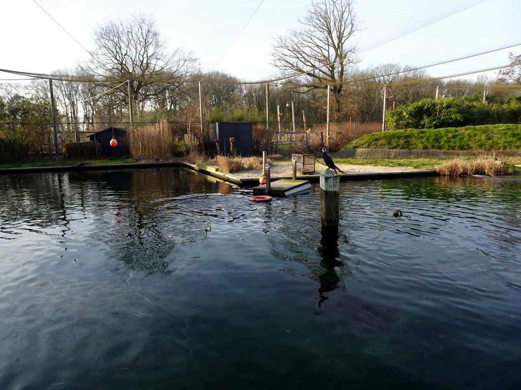 Great Cormorant and Harbor Seals at the Wad at the Ouwehands Dierenpark zoo