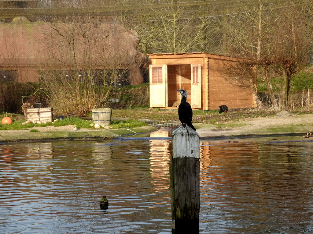 Great Cormorant at the Wad at the Ouwehands Dierenpark zoo