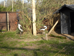 Saddle-billed Storks at the Ouwehands Dierenpark zoo