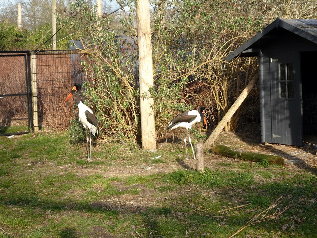 Saddle-billed Storks at the Ouwehands Dierenpark zoo