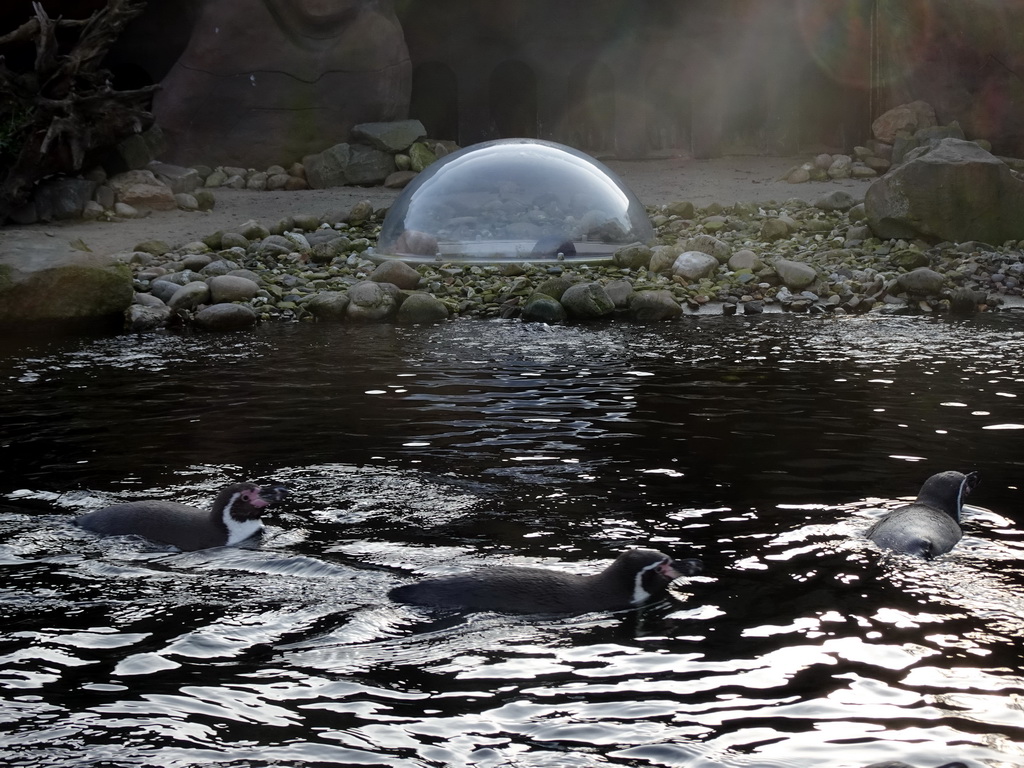 Humboldt Penguins at the Ouwehands Dierenpark zoo