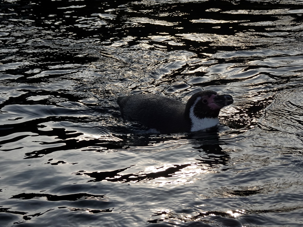 Humboldt Penguin at the Ouwehands Dierenpark zoo