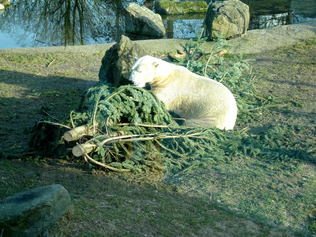 Polar Bear at the Ouwehands Dierenpark zoo