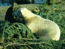 Polar Bear at the Ouwehands Dierenpark zoo