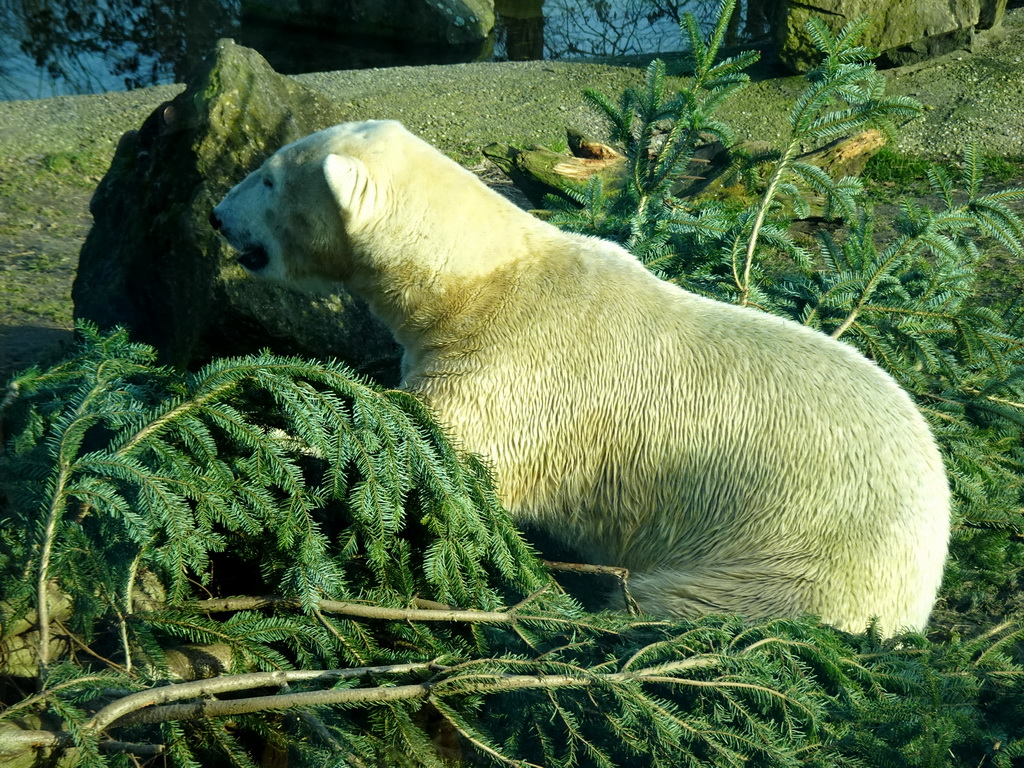 Polar Bear at the Ouwehands Dierenpark zoo