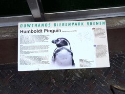 Explanation on the Humboldt Penguin at the Ouwehands Dierenpark zoo