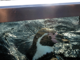 Humboldt Penguin at the Ouwehands Dierenpark zoo