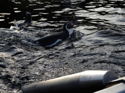 Humboldt Penguins at the Ouwehands Dierenpark zoo