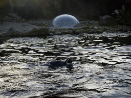 Humboldt Penguin at the Ouwehands Dierenpark zoo