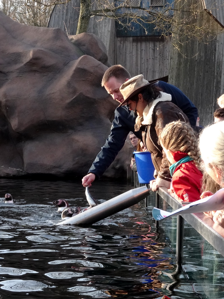 Zookeeper feeding the Humboldt Penguins at the Ouwehands Dierenpark zoo