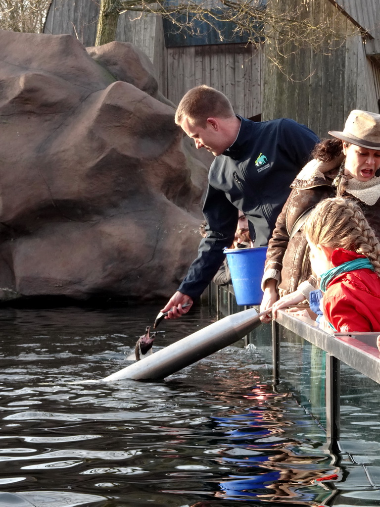 Zookeeper feeding the Humboldt Penguins at the Ouwehands Dierenpark zoo
