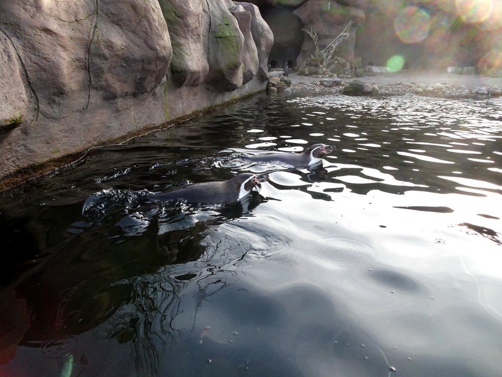 Humboldt Penguins at the Ouwehands Dierenpark zoo